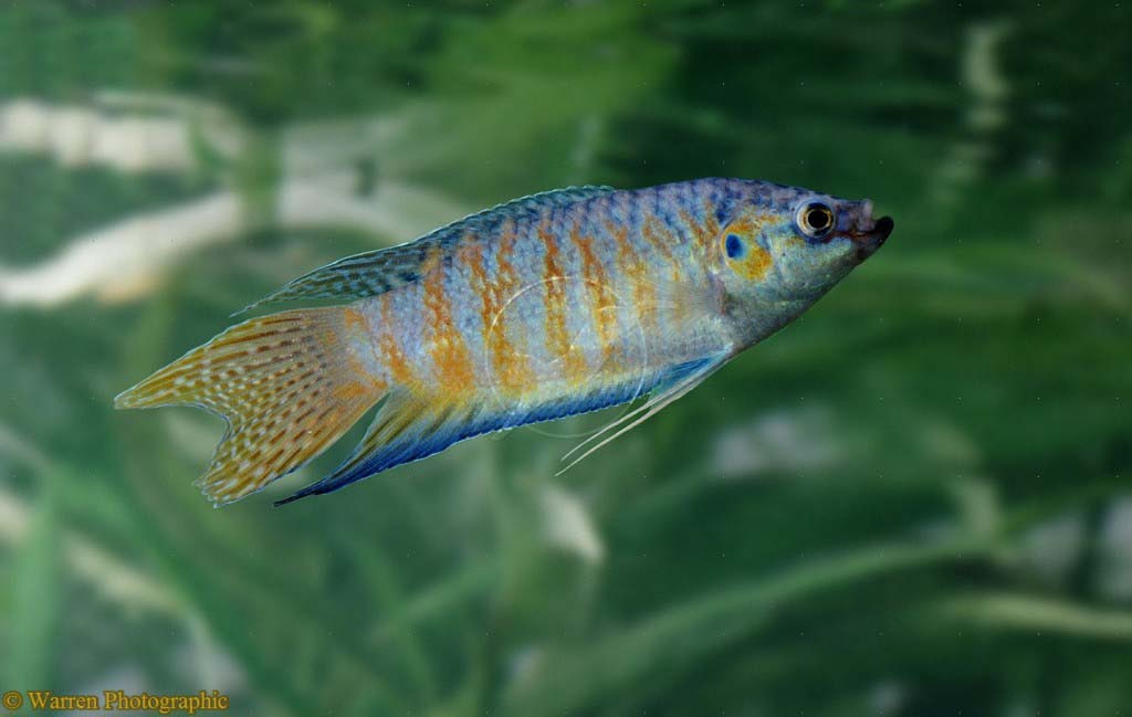 Paradise Fish (Macropodus opercularis)