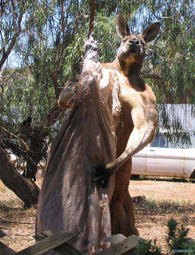 7′ tall red kangaroo kept as a pet in South Australia