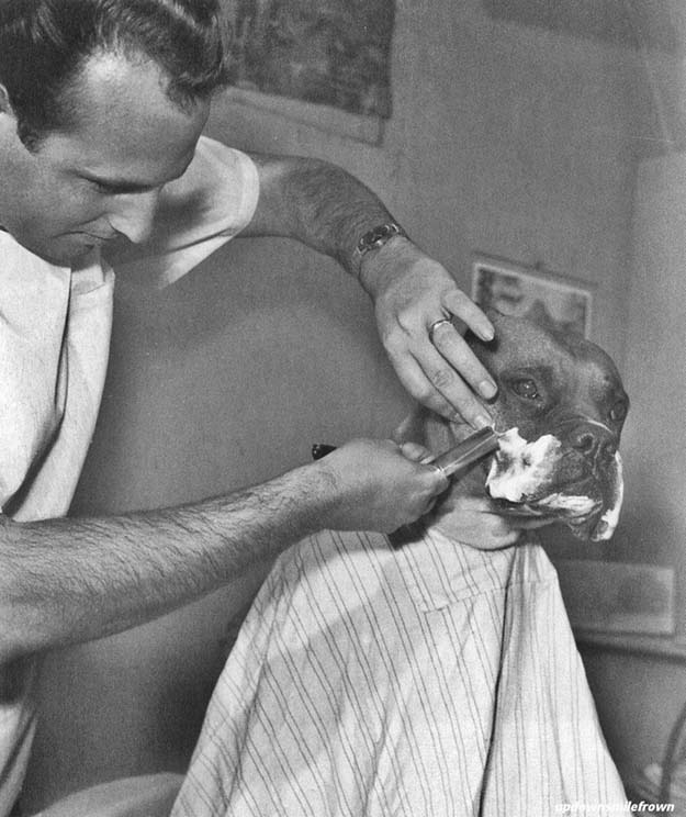 Fritz, a television celebrity bulldog, is shaved by a Californian barber. April, 1961
