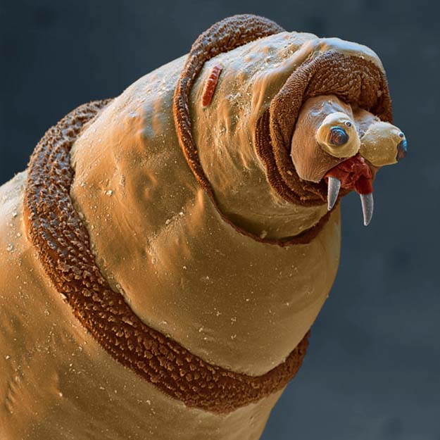 The larva of a bluebottle fly