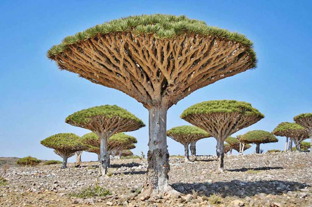 Dragon's blood trees, Socotra, Yemen