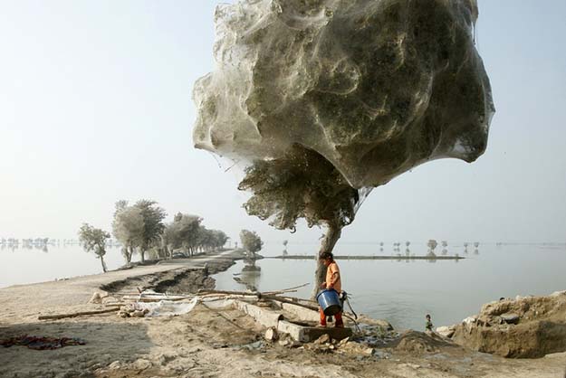 Spiderweb cocooned trees in Pakistan.