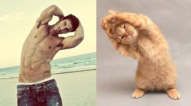 Cats That Look Like Male Models