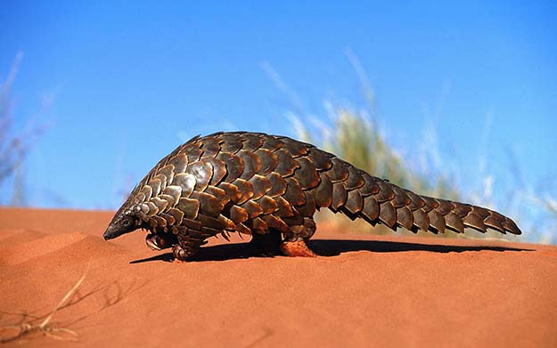 One of the coolest mammals on the planet: The Pangolin 