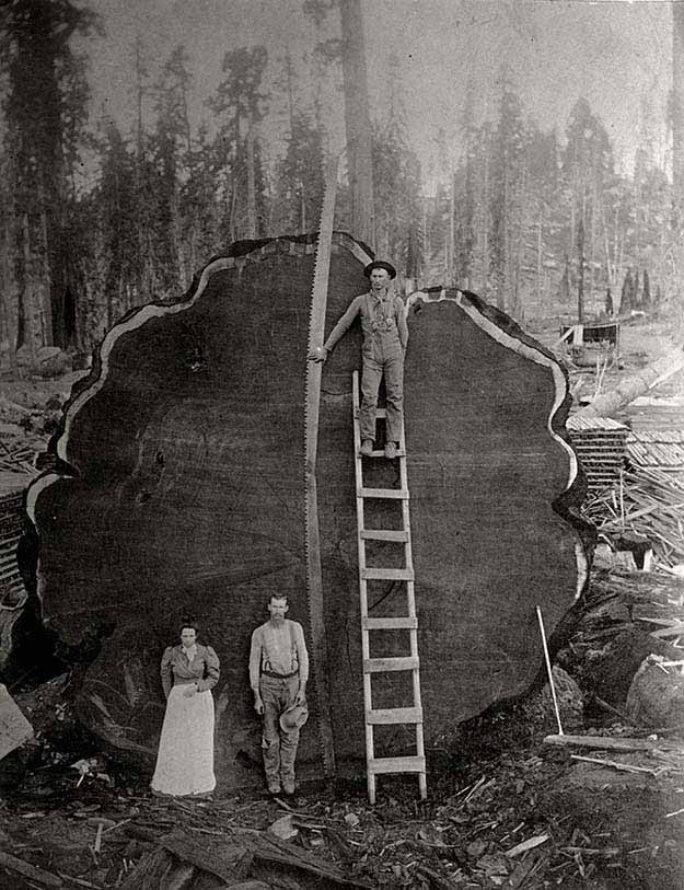 Loggers in California with the felled giant ‘Mark Twain redwood’, 1892