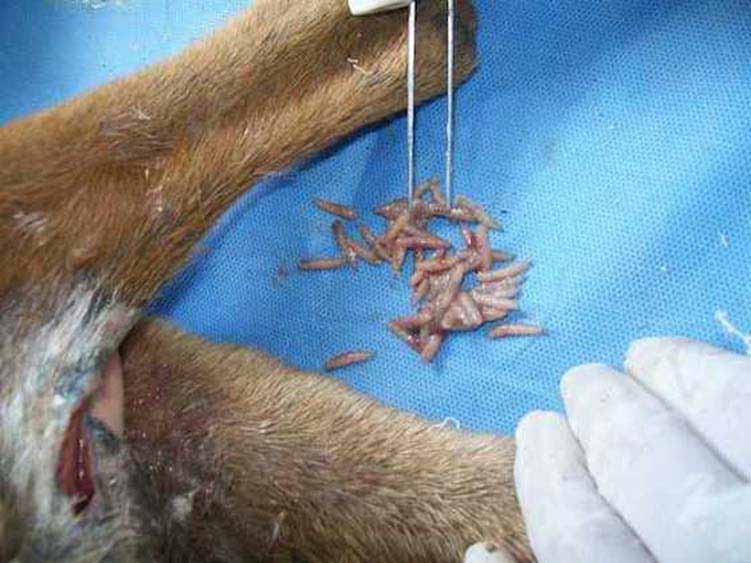 The maggots infesting his wounds had to be carefully pulled out with tweezers