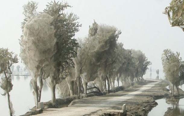 В результате наводнения в Пакистане деревья оказались окутаны паутиной