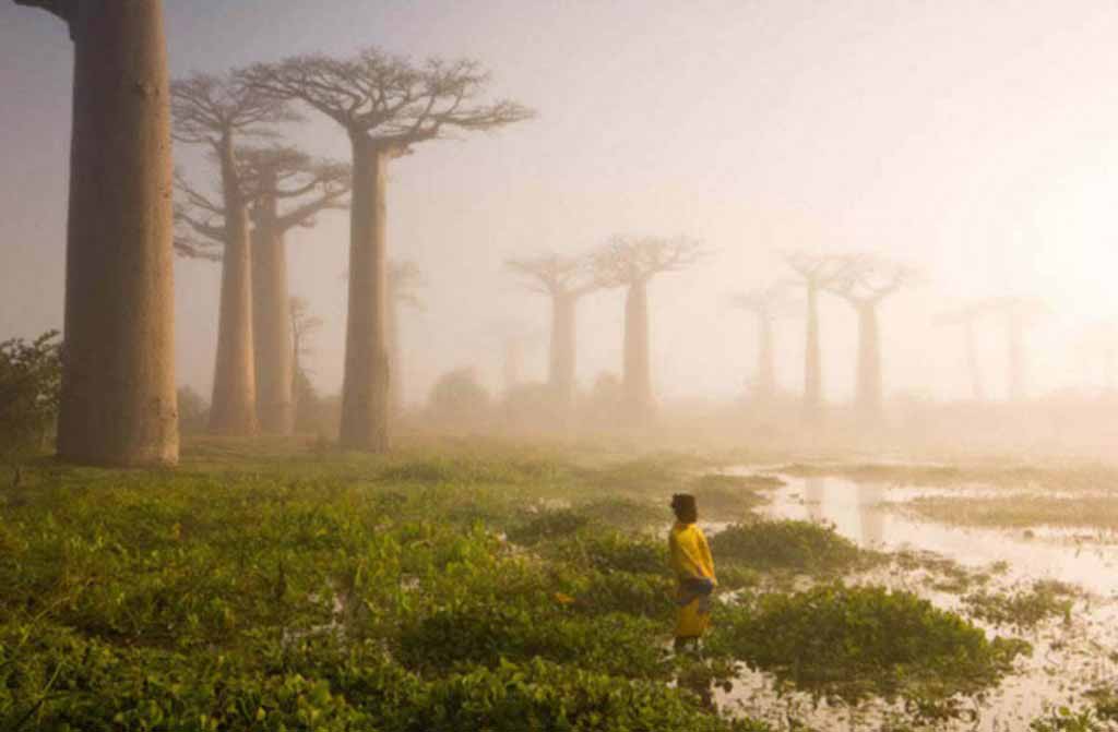 The baobab trees, Madagascar