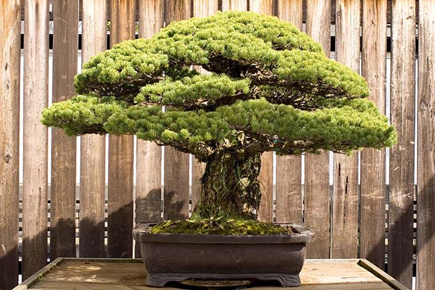 This Bonsai Tree was Planted in 1626