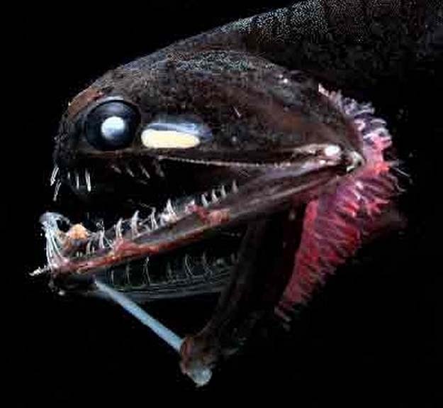 Anglerfish Flashlight Fish