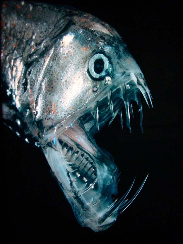 Рыбы Марианской Впадины Фото