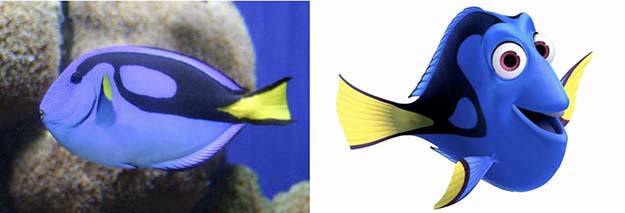 Palette Surgeonfish (Dory in Finding Nemo)