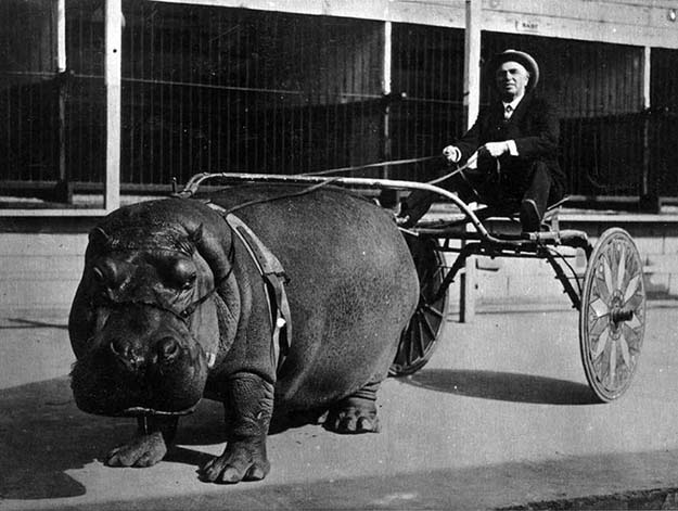 Hippo cart in 1924.