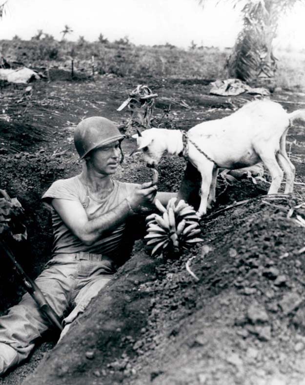 Sharing bananas with a goat during the Battle of Saipan, ca. 1944