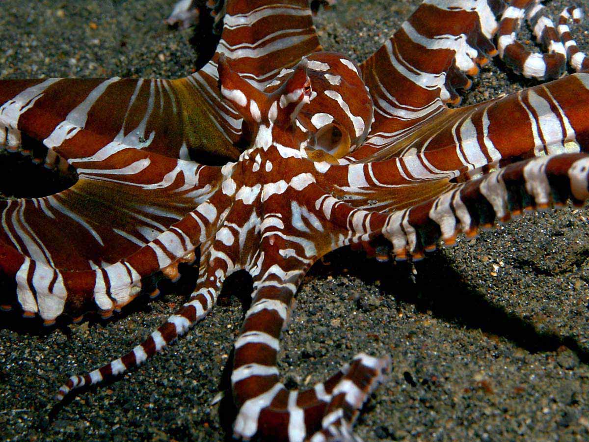 Редкое встречается в мире. Тихоокеанский полосатый осьминог. Вандерпус осьминог. Синекольчатый осьминог. Синекольчатый осьминог Австралия.