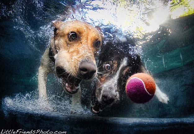 Awesome Underwater Dog Photography