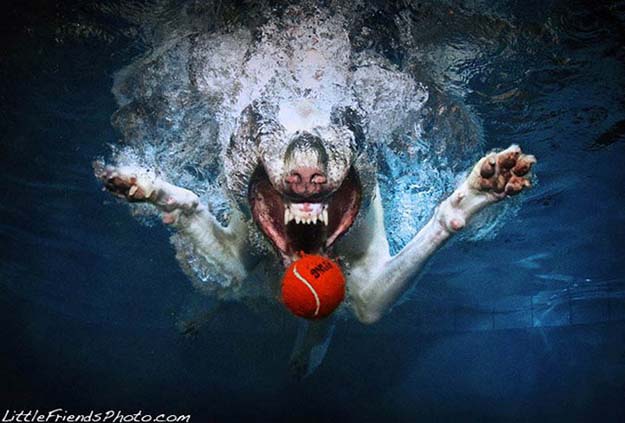 Awesome Underwater Dog Photography 