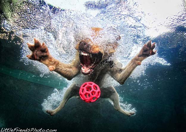 Awesome Underwater Dog Photography 