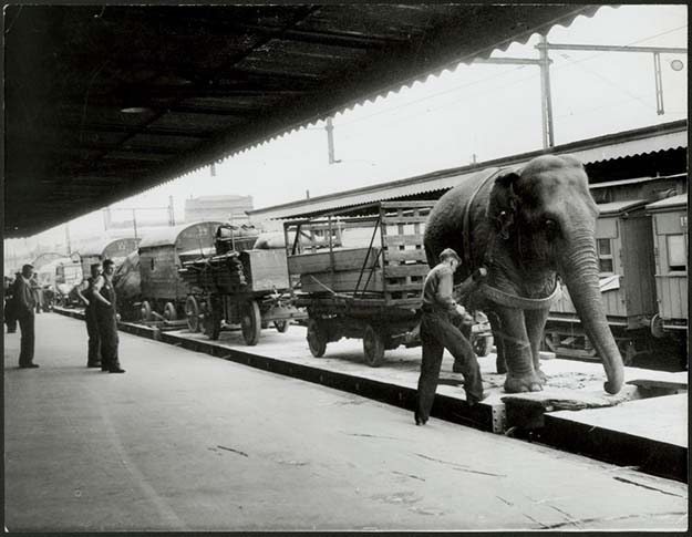 Wirths Circus arrives at platform 9, Spencer St. station in Melbourne, Australia