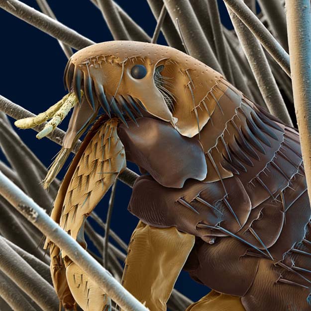 Coloured scanning electron micrograph of a cat flea