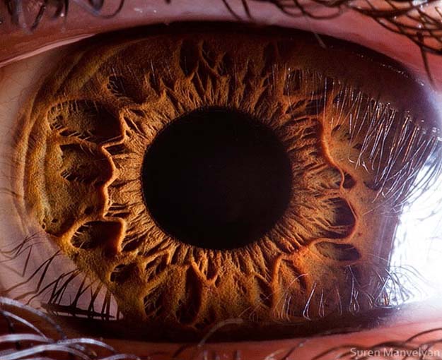 Damn Awesome Photography Of Eyes Of Different Species