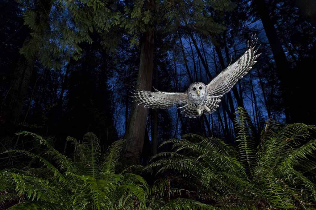 'The Flight Path'. Connor Stefanison/Wildlife Photographer of the Year