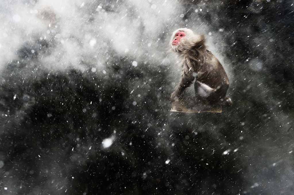 Snow Moment'. Jasper Doest/Wildlife Photographer of the Year