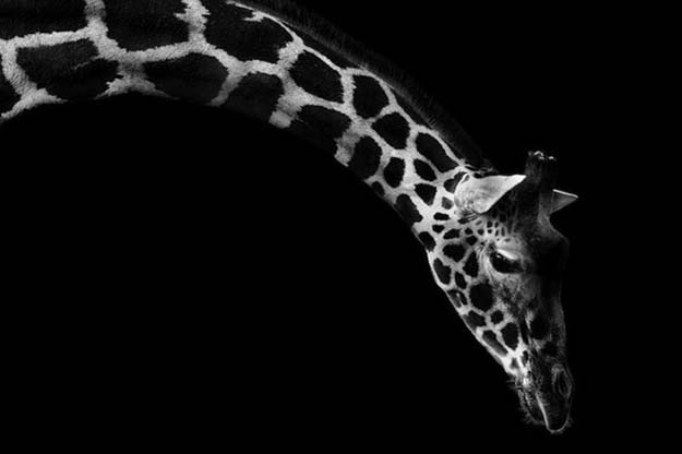 Incredible Animal Portraits By Wolf Ademeit