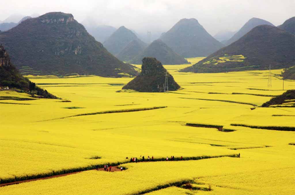 The Flower Ocean, Louping, China