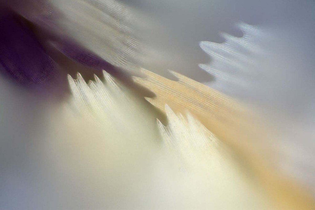 10 Breathtaking Photos of Butterfly Wings Under a Microscope