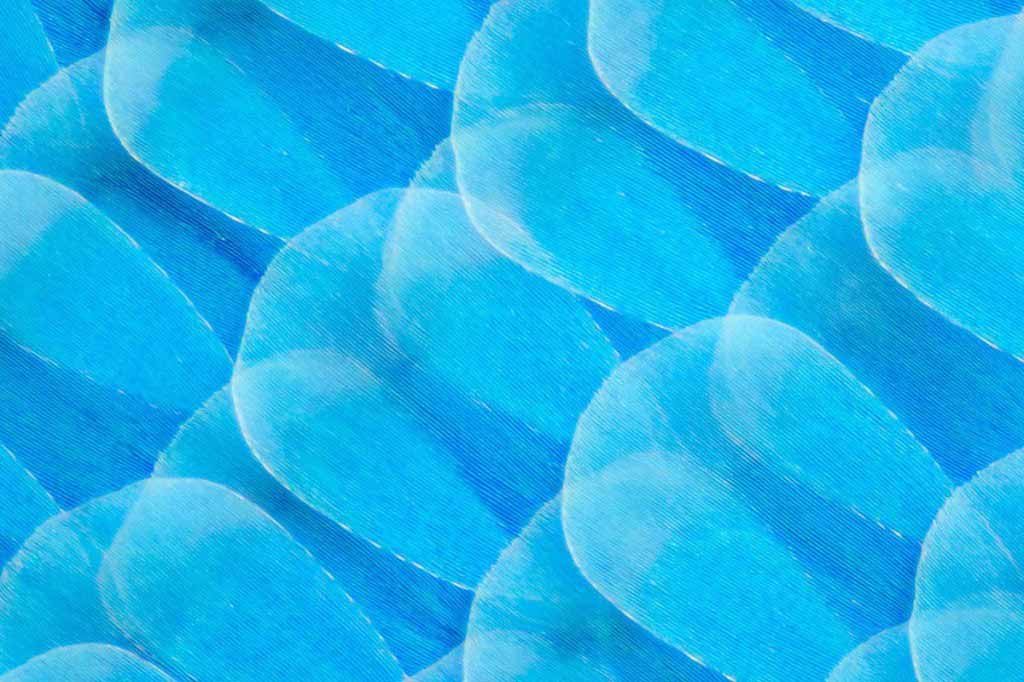 10 Breathtaking Photos of Butterfly Wings Under a Microscope