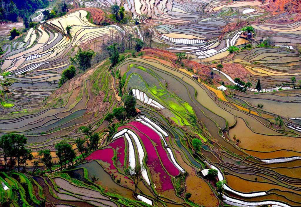 Terrace Rice Fields, China