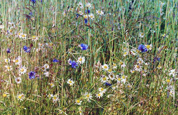 Cornflowers in a field of rye, 1909. From the album “Views along the Mariinskii Canal and river system, Russian Empire”.
