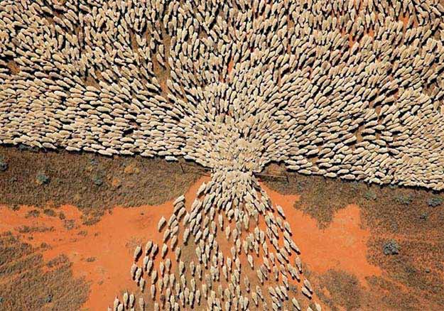 A herd of sheep entering a new paddock