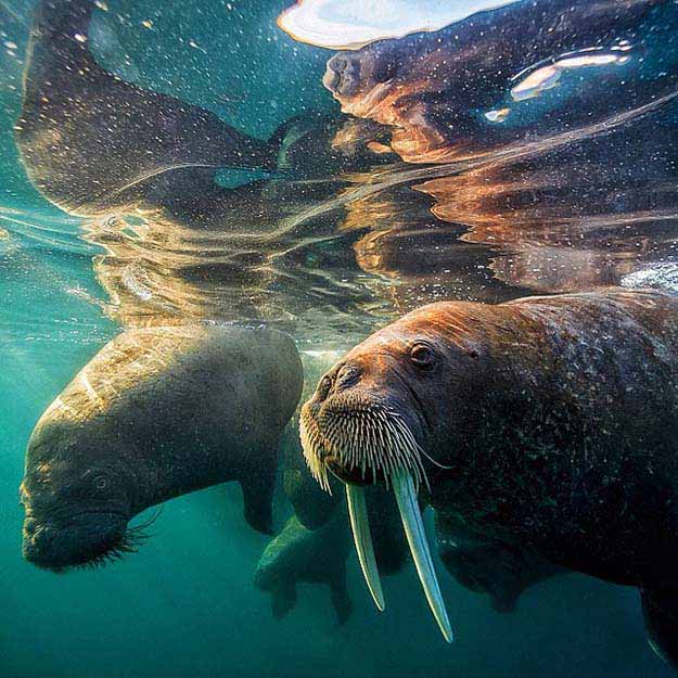 And This Is Why You Should Be Following National Geographic On Instagram