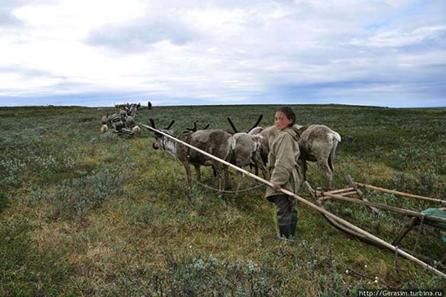 A Look Inside The Hunting And Gathering Life Of The Nenet People