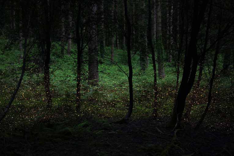 Stars in Forest Landscapes by Ellie Davies