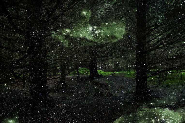 Stars in Forest Landscapes by Ellie Davies