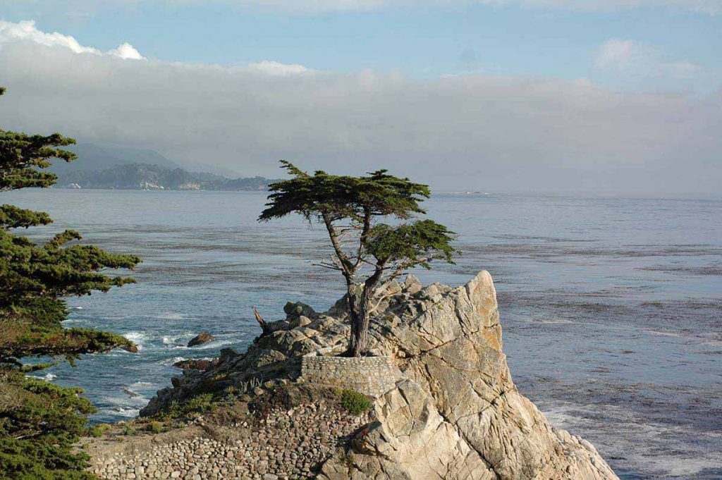 Lone Cypress in Monterey