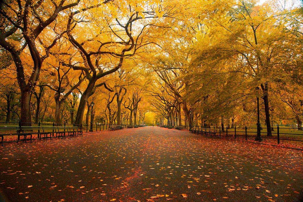 American Elm: Central Park, New York