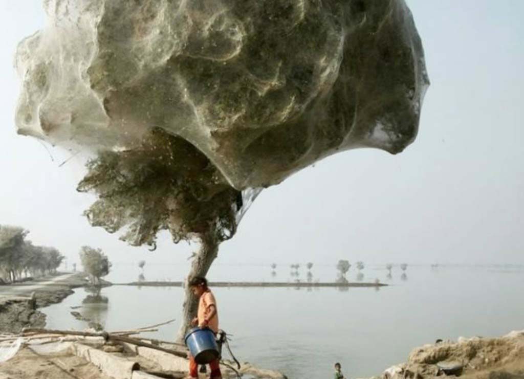 Spiders climbed trees to avoid flooding in Pakistan. Thousands of them ended up building webs there