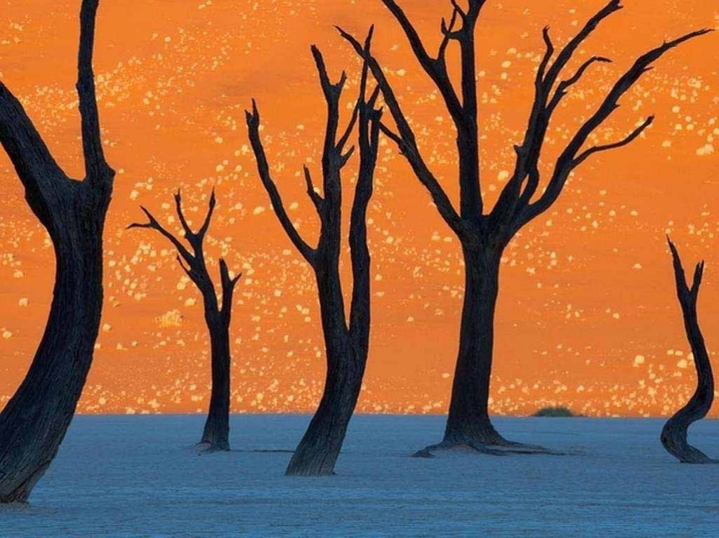The camel thorn trees in Namibia, photographed here at sunrise