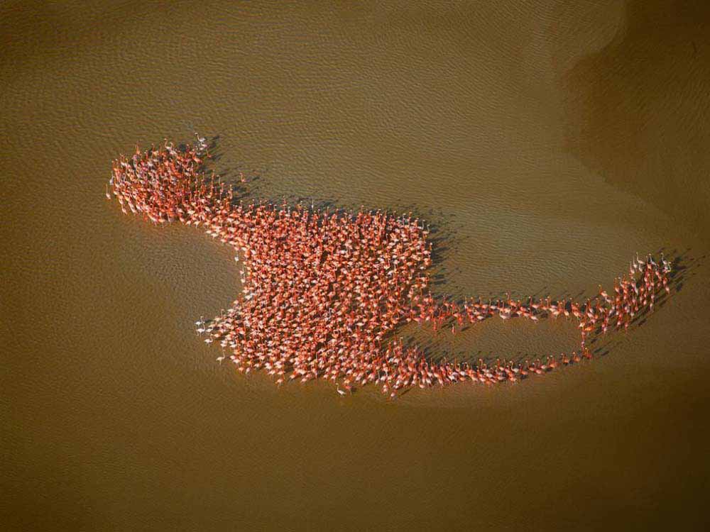 A tribe of flamingos that actually formed the shape of a flamingo