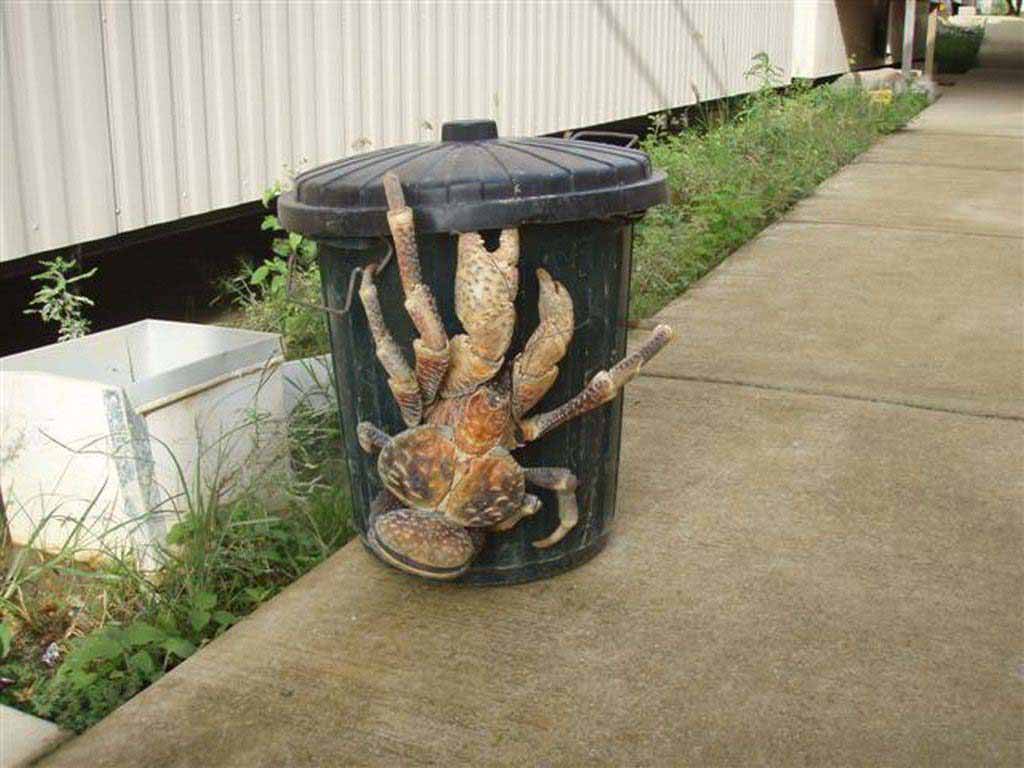 These enormous coconut crabs are a common sight in tropical climates