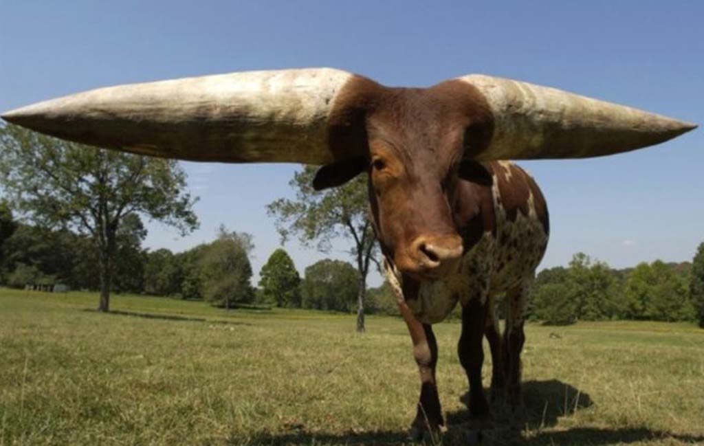 The largest steer horns in the entire world