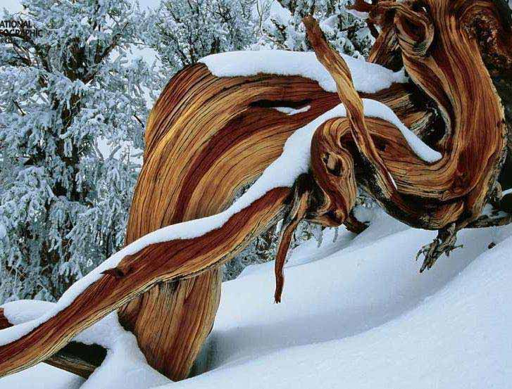 Bristlecone pine tree have in the White Mountains, California. They adapt to survive the harsh temperatures of winter and summer