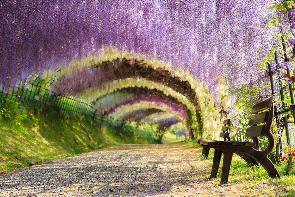 Wisteria flower tunnel, Kitakyushu, Japan