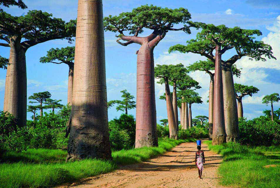 Avenue of the Baobabs, Madagascar, Africa