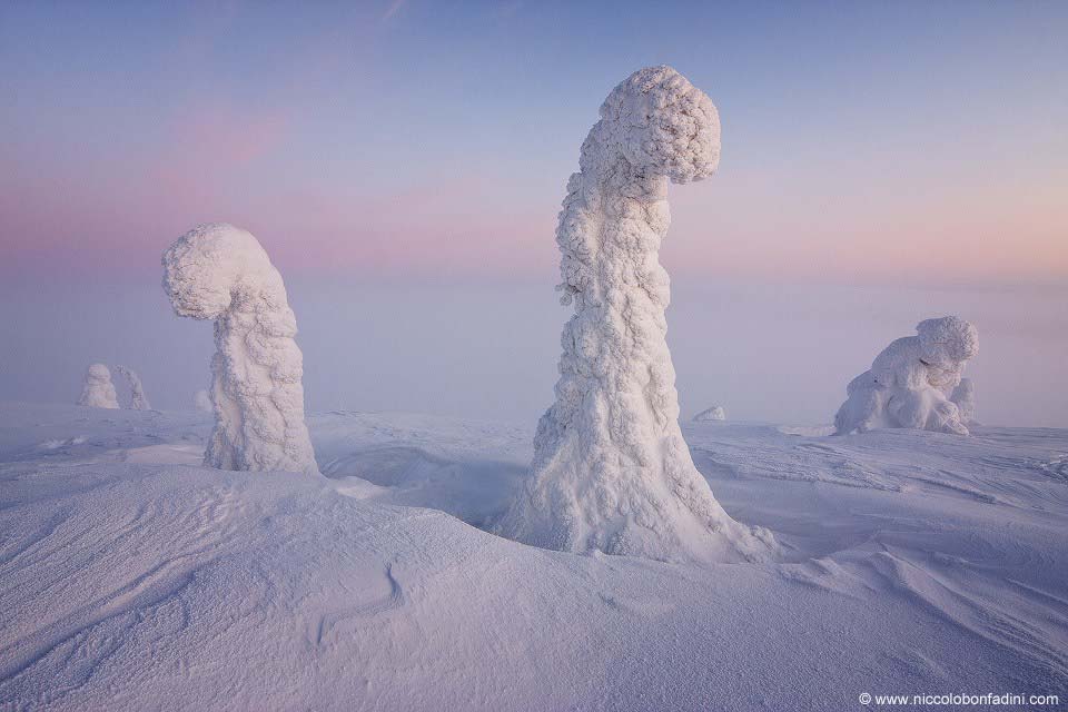 Sentinels of the Arctic, Lapland, Finland