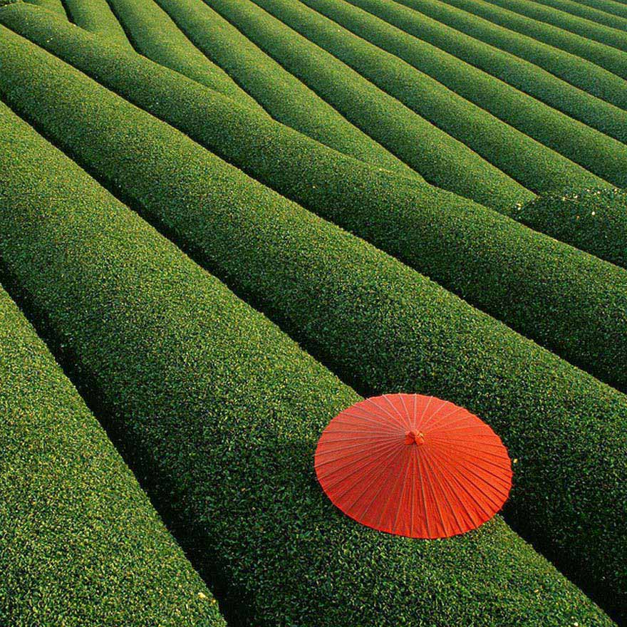 Longjing tea fields, Hangzhou, China